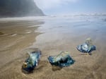 Velella velella are seen stranded on the Hobbit Beach near Florence, Ore., on June 29, 2025.