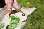 Two silverspot caterpillars in a container with early blue violet leaves, the only food they eat.