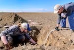 Oregon State University graduate student Drew Childs, left, collects soil samples from a farm near Boardman with OSU professor Markus Kleber in March.