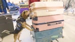 A 5-year-old Customs and Border Protection beagle named Freddie, pictured in a CBP Facebook video in March, was kicked and injured by a traveler this week during a bag search at Washington Dulles International Airport.