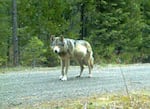 FILE - In this remote camera photo taken May 3, 2014, and provided by the Oregon Department of Fish and Wildlife the wolf OR-7 stands on the Rogue River-Siskiyou National Forest in southwest Oregon's Cascade Mountains. On March 10,  2025, staff from multiple wildlife agencies responded to a dead gray wolf found near Sisters, Ore., which was later confirmed as an adult breeding male from the endangered Metolius pack.