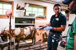 Dr. Carlos Sanchez, head veterinarian at the Oregon Zoo, talks with "Think Out Loud" host Dave Miller during an exam he performed on Sonia, a Nubian goat, at the Oregon Zoo on Aug. 18, 2023.