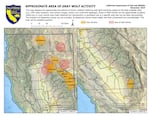 A map of known areas of wolf activity in California, November 2024.