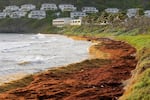 Seaweed covers the Atlantic shore in Frigate Bay, St. Kitts and Nevis, on Wednesday. A record amount of seaweed is smothering Caribbean coasts from Puerto Rico to Barbados.