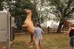 A horse is spooked during the Eagle Creek Fire.