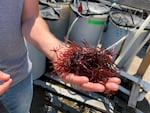 Dulse is the common name for a seaweed that has hints of bacon taste when cooked..