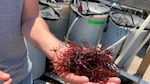 Dulse is the common name for a seaweed that has hints of bacon taste when cooked..