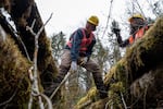 Corvallis High School student Sullivan Montfort, center, balances on downed Alder trees as he program director Nina Dominici, right, plant willow saplings. “It was like if I was a little kid playing on a play structure,” said Montfort.