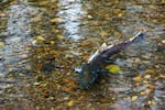 More salmon have returned to spawn at Finn Rock since the restoration work began.