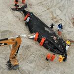 People work around the carcass of a dead whale in Lido Beach, N.Y., Tuesday, Jan. 31, 2023.