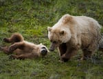 A grizzly bear and a cub.