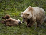 A file photo of a grizzly bear and a cub.