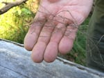 The fungus takes a "shoestring" form as it spreads along tree roots underground.