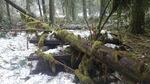 Trees lay across picnic tables in the Black Canyon Campground in the Willamette National Forest after a February 2019 snowstorm in this undated photo. The storm led to damage all across the forest, including downed trees blocking roads.