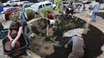 West Seattle neighbors put the finishing touches on a rain garden. 
