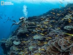 With measuring tape and notepad, marine ecologist Enric Ballesteros surveys the organisms living on a healthy reef in the islands. When author Enric Sala and his team first visited here in 2009, they found these reefs in a pristine state, with a profusion of species, many of them rare.