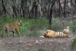 Tigers are visible at the Ranthambore National Park in Sawai Madhopur, India.