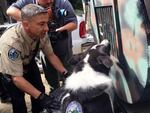 Rich Beausoleil encourages Cash, a Karelian bear dog, to help flush Cinder the Bear out of her crate.