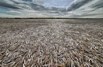A field of razor clams on the beach. Washington beaches are now open for razor clam season.