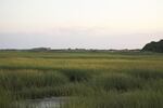 Spartina near Provincetown, Massachusettes, 2010.