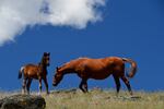 Rosey, a 10-year-old mare, and her filly, Ellie, on the open range near the Soda Mountain Wilderness area, straddling the Oregon and California border, in May 2022.