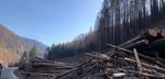 Hazard tree removal along Forest Service Road 46 near Detroit, where the Lionshead Fire burned more than 200,000 acres.