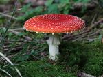 Amanita muscaria — also known as fly agaric — is attracting more interest, but those familiar with the mushroom caution it's a far cry from a psilocybin mushroom trip.