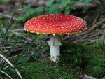 Amanita muscaria — also known as fly agaric — is attracting more interest, but those familiar with the mushroom caution it's a far cry from a psilocybin mushroom trip. 