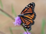 A monarch butterfly is fitted with a BlūMorpho tracker on Sept. 5, 2026, at Oaks Bottom Wildlife Refuge in Portland, Ore. Fifteen monarch butterflies were released in Portland in early September and are among the first of 200 to be digitally tracked as they migrate south from the Pacific Northwest.