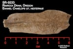 Camel tooth enamel discovered at the site of the Rimrock Draw Rockshelter. Radiocarbon dating from the University of Oregon suggests it dates back over 18,000 years ago.
