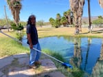 Ivan Bender scoops the algae at Ha'Kamwe' the sacred hot springs on the property of the Hualapai tribe. Bender says when a mining company began drilling exploration holes nearby it affected the water.