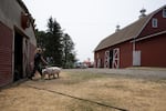 Erika Bergstrom steers her show pig, Louie to the wash stall at the North Clackamas Land Lab. It's one week before the county fair and Louie needs a bath and haircut.
