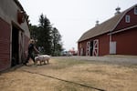 Erika Bergstrom steers her show pig, Louie to the wash stall at the North Clackamas Land Lab. It's one week before the county fair and Louie needs a bath and haircut. 