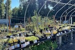 A customer looks for different plants at the Tapteal Native Plant sale in West Richland.