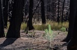 FILE - A ponderosa pine seedling in its second growing season in the Klamath Basin forest, June 29, 2023. The Bootleg Fire of 2021 burned more than 400,000 acres, including ponderosa pine forests.