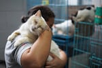 Rafaela Perez hold blind cat Zeus, who she cares for at the Hogar Buena Fortuna pet shelter which she operates out of her home in Mejicanos, El Salvador, Monday, Oct. 13, 2025.