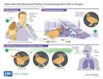 A chart from the CDC on how backyard chickens could spread avian flu. The CDC recommends people handling sick birds or cleaning out a coop after an outbreak don full PPE: goggles, respirator, gloves, disposable coveralls, and boots.