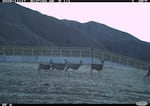 Cameras capture mule deer use Idaho's first animal crossing overpass at Cervidae Peak to safely traverse state Highway 21 in Idaho. State officials believe overpasses like this one save lives by reducing collisions with vehicles on the roadways.