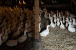 FILE - Ducks walk around their barn at a farm in Aquebogue, N.Y., Thursday, May 22, 2025.