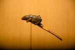 An adze handle is pictured Tuesday, May 21, 2019, at the Chachalu Museum and Cultural Center in Grand Ronde, Ore. The handle would be hafted with a blade and used for carving canoes and general woodworking. The exhibit for the Summers Collection items featured no labels, encouraging visitors to look harder and closer at the artifacts. "You’re kind of being drawn and immersed in your history because your history is always happening," Stewart said.