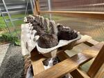 An old egg crate doubles as a container to sprout seeds in a home greenhouse. 