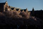 The early evening sun begins to set over the cherry blossoms at the University of Washington campus Wednesday, April 12, 2023, in Seattle. The Yoshino cherry trees lining the quad are nearly 90 years old.