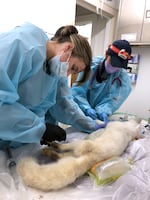 In this provided photo from Oct. 14, 2024, an arctic fox is examined under anesthesia. After her arrival at the Bird Alliance of Oregon on Saturday, experts conducted blood work, X-rays and measurements to confirm her species.