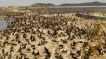 Nearly 30,000 cormorants are nesting on East Sand Island in the Columbia River and eating millions of protected salmon and steelhead.