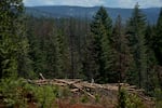 FILE - Cut down trees are visible at the site of a timber sale in the Tahoe National Forest, June 6, 2023, near Camptonville, Calif.