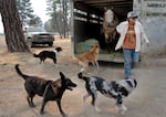 A woman leading a horse out of a trailer, surrounded by dogs.