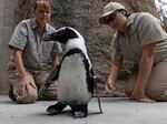Lucas, a 4-year-old African penguin, trying out his new boots.