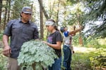Jeremy, Stella and Manaia Wolf, members of the Confederated Tribes of the Umatilla Indian Reservation, collect fresh fir boughs in the Rainwater Wildlife Area near Dayton, Wash. The fir boughs will be used as cushioning in the family’s sweat lodge.