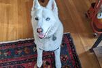 Ghost likes her pineapple toy and sniffing open-window smells. She does not stand for nonsense. Ghost's diligent dog sitter is Dalia Mortada, a Morning Edition alum and editorial lead for NPR One.