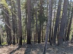 This undated photo shows an area the BLM is proposing for commercial treatment for the Late Mungers project. The orange rings around some of the trees signify they won't be cut down.